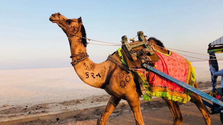Great Rann of Kutch, Gujarat - 20 must visit places in India Great Rann of Kutch, Gujarat - 20 must visit places in India
