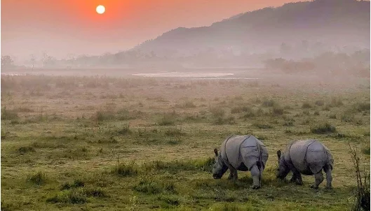 Kaziranga National Park, Assam - 20 must visit places in India Kaziranga National Park, Assam - 20 must visit places in India