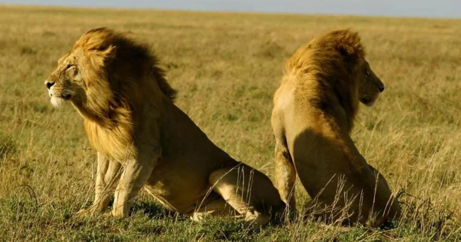 Sasan Gir National Park, Gujarat - 20 must visit places in India Sasan Gir National Park, Gujarat - 20 must visit places in India