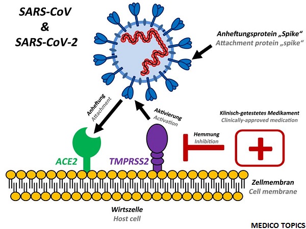 Oxford vaccine-club-shaped spikes in the corona virus