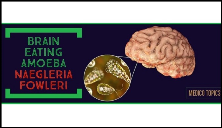 Brain eating amoeba Naegleria fowleri - All you need to know