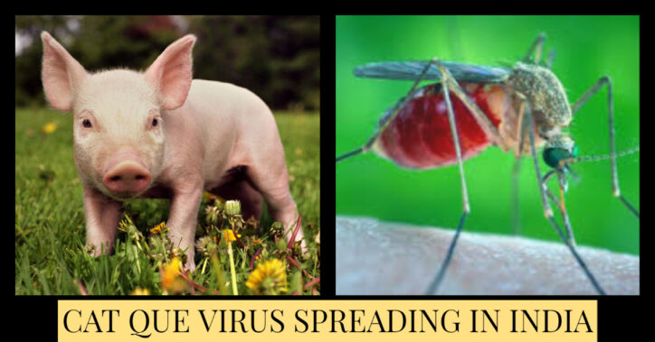 Cat Que virus spreading in India - should you be afraid?