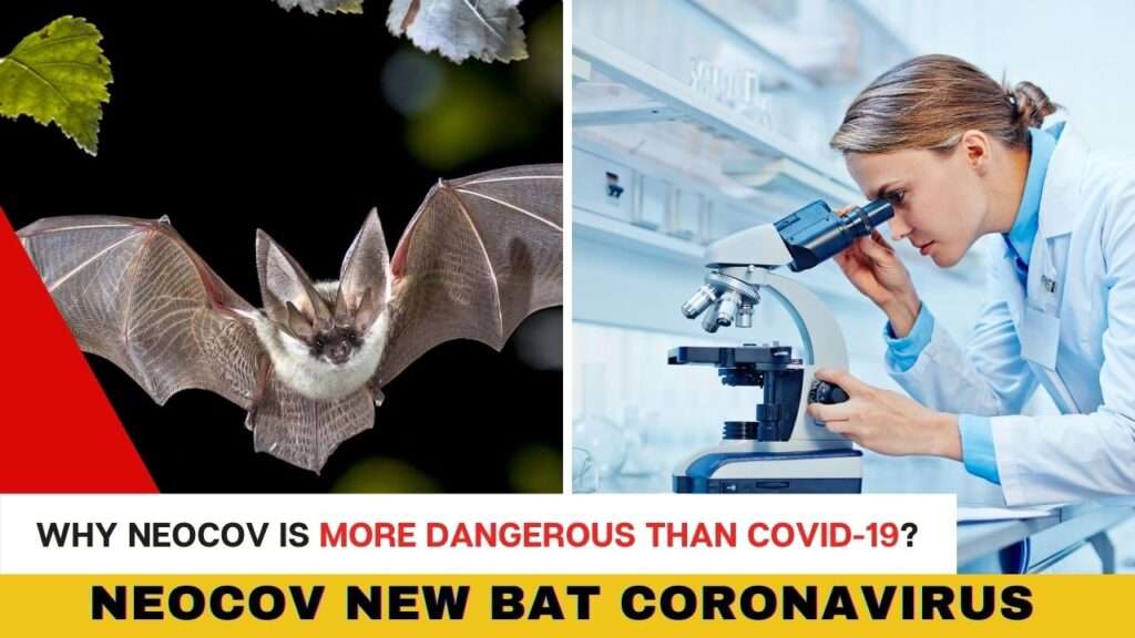 Why NeoCov is more dangerous than COVID-19? - A Simple Guide to the NeoCov