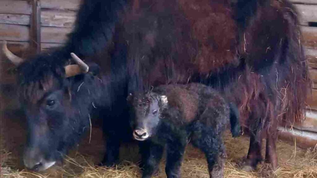 A baby Tibetan yak was born in the Askania-Nova reserve these days. They named him Bayraktar.