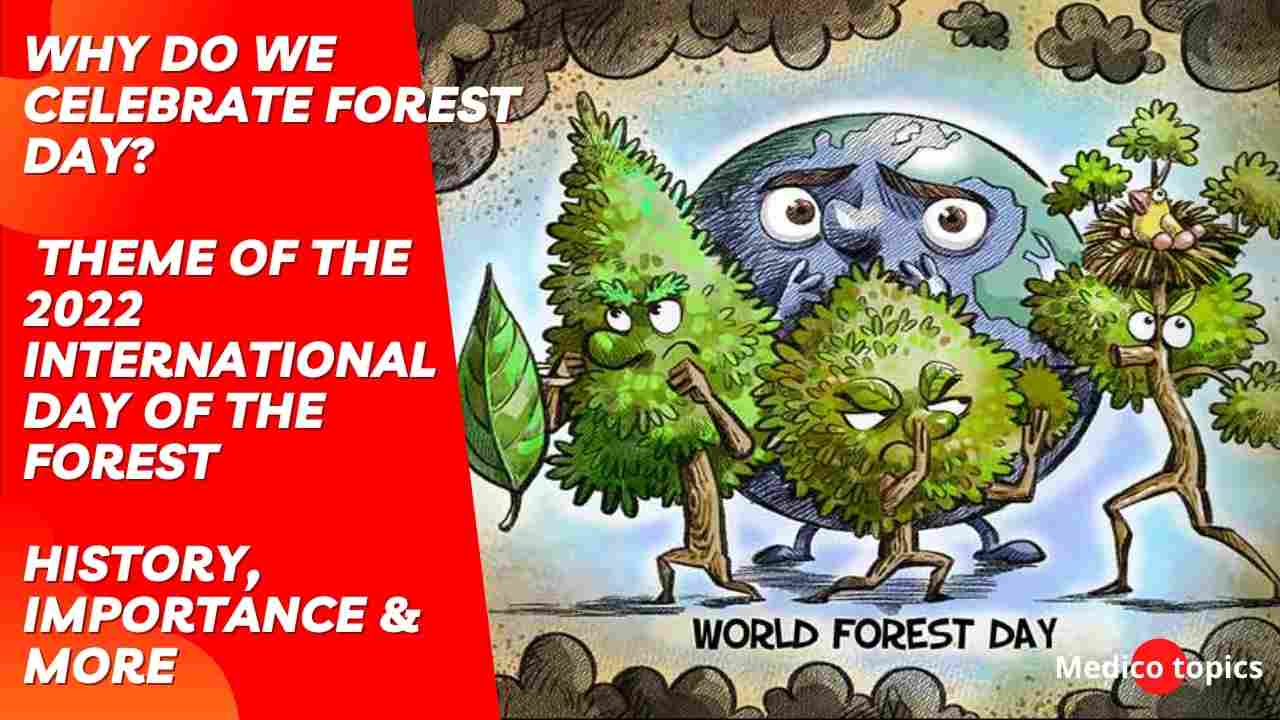 Why do we celebrate World Forest Day