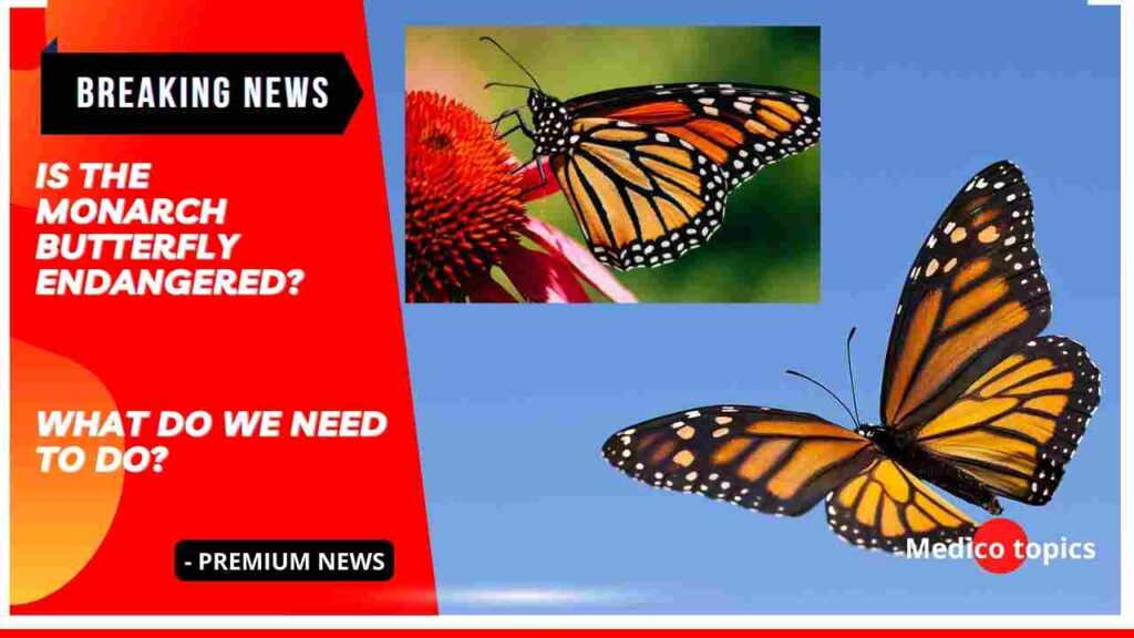 Is the Monarch butterfly endangered? What do we need to do?