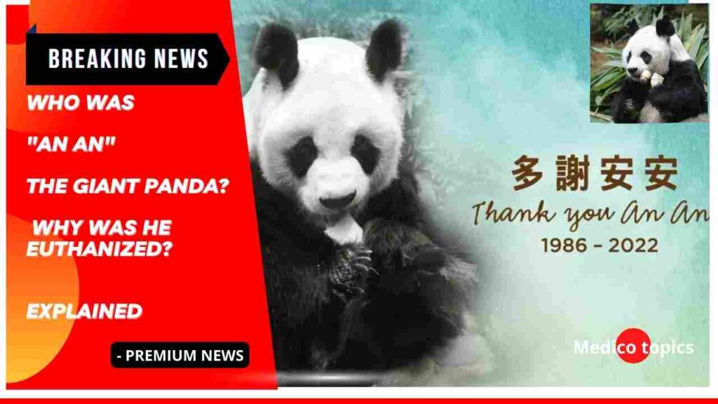 Who was An An the Giant Panda? Why was he euthanized?