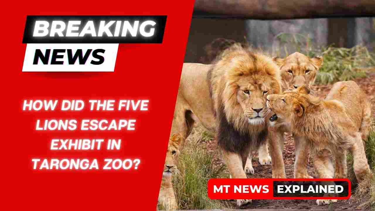 How Did The Five Lions Escape Exhibit In Taronga Zoo? Explained