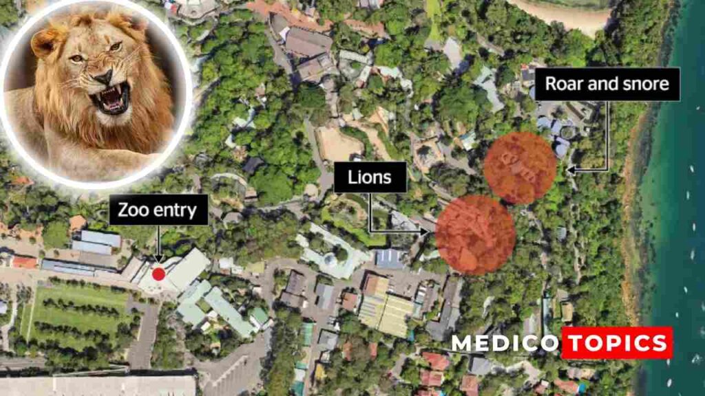 How did the Five lions escape exhibit in Taronga Zoo? Explained