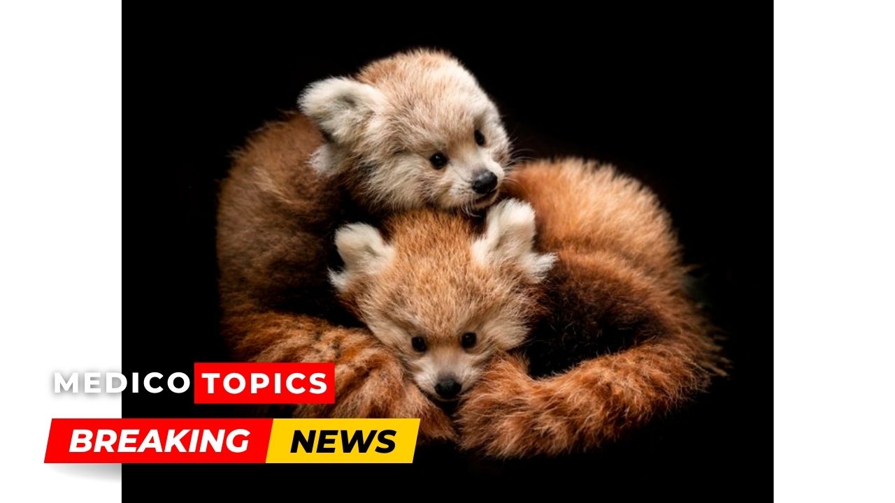 At Longleat Safari Park, twin Red Panda cubs tragically died in subfreezing temperatures.