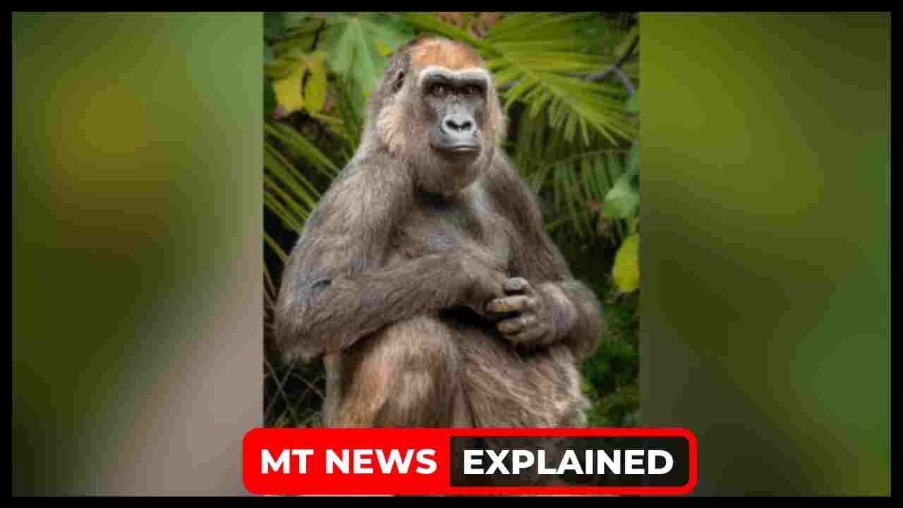 How did Evelyn die Oldest gorilla at Los Angeles zoo, cause of death explained