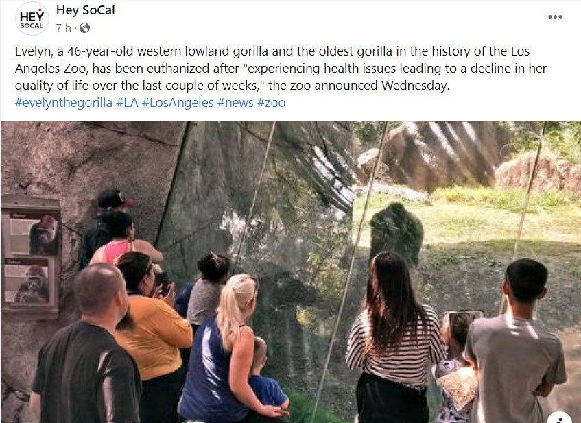 Los Angeles Zoo's oldest gorilla