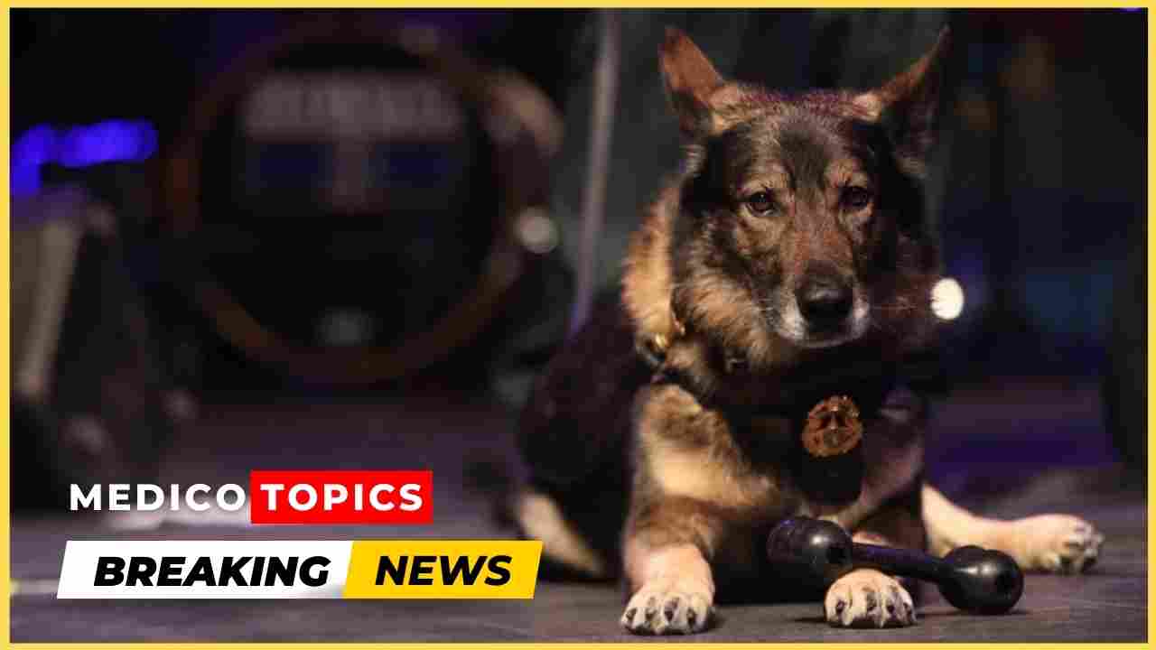 Lee County Mourns the Loss of Retired K9 Ruger