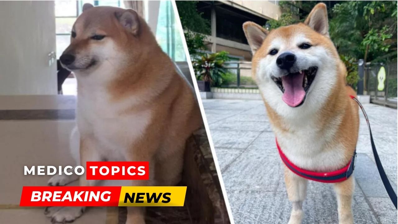 Viral dog Cheems Balltze passed away after battling blood cancer. (Source: Instagram)